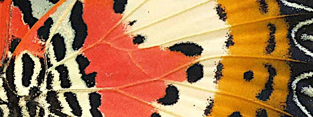 Butterfly wing pattern evolution