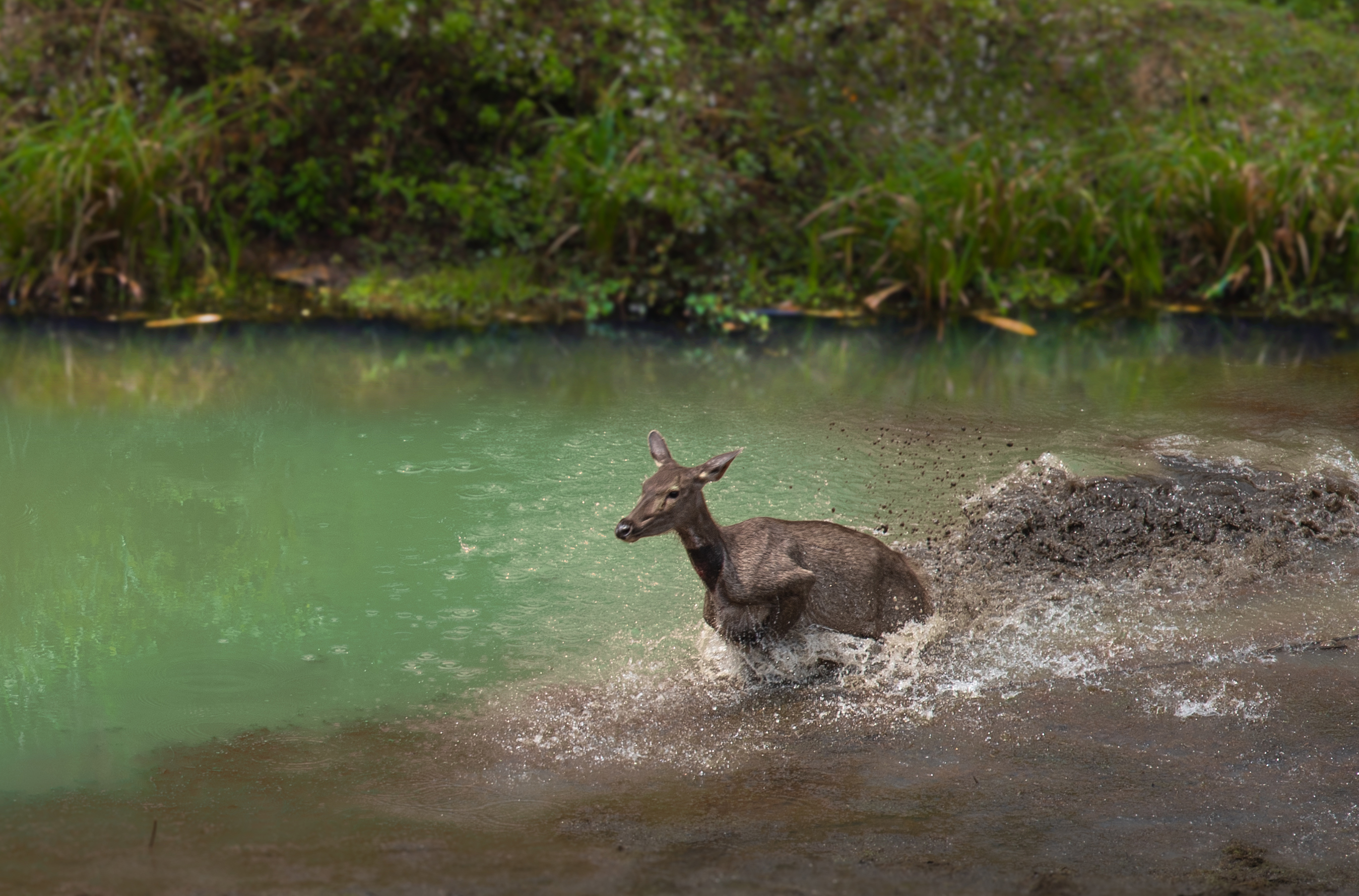 A sambar deer, one of the abundant wildlife on campus